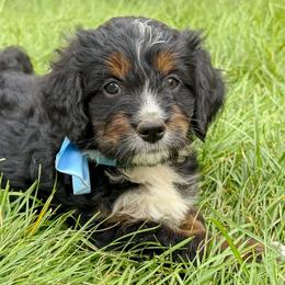 Horchata - Tri-color male Bernedoodle puppy in Roy, Utah from Doodles are Amazing