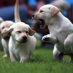 Labrador Retrievers from Janet Yosay