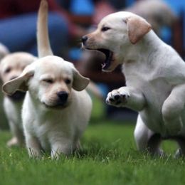 Labrador Retrievers from Janet Yosay