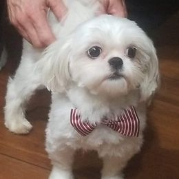 Cass - Shih Tzu