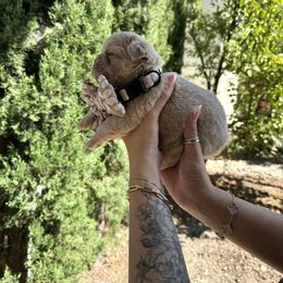 French Bulldog Puppies from Endless Frenchies