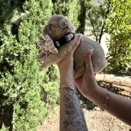 French Bulldog Puppies from Endless Frenchies