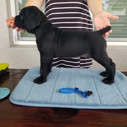 Django - Black male Cane Corso puppy in Palm Coast, Florida from Northgold Cane Corso