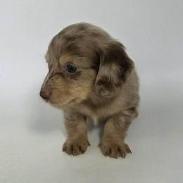 Dachshund puppies from White Oak Kennels