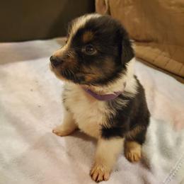 Bashful - Black tri-color female Australian Shepherd puppy in Rossville, Tennessee from GoodSprings Aussies