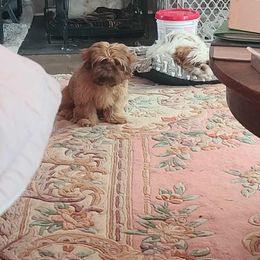 Shih Tzu All Grown Up from Linda Denman