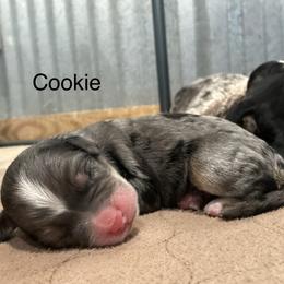 Cookie - Blue merle female Bernedoodle puppy in El Campo, Texas from Little Fur Friends Bernedoodles