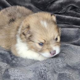 Sled - Chocolate merle male Pomeranian puppy in Laredo, Texas from SASH Poms