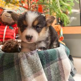 Aspen - Black and tan female Pembroke Welsh Corgi puppy in Fortine, Montana from North Star Pembroke Welsh Corgi's
