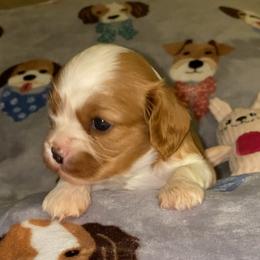 Augustus - Blenheim male Cavalier King Charles Spaniel puppy in New Braunfels, Texas from Avion's Cavaliers
