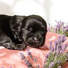 Shih Tzu Puppies from Small Pawz Kennel