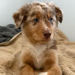 Crunch - Red merle male Australian Shepherd puppy in East Hartford, Connecticut from CT Aussies