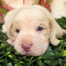 Lemon and white boy (black collar) - Lemon and white male Beagle puppy in Spring Branch, Texas from Lost Trail Kennels