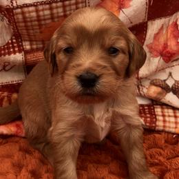 Blue - Apricot male Goldendoodle puppy in Medina, Ohio from Farmer Doodles