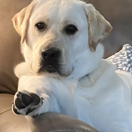 Clementine - Labrador Retriever