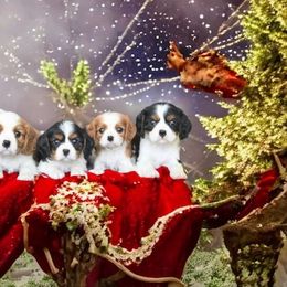 Cavalier King Charles Spaniels from Angels Meadow Cavaliers