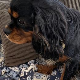 Cavalier King Charles Spaniel puppies from Cedar Mountain Hounds