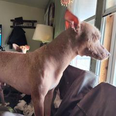 Bennie - Xoloitzcuintli