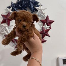 Sunshine - Red  female Poodle puppy in Riverside, California from Poodles