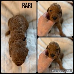 Rari - Red  female Poodle puppy in Mount Vernon, Illinois from AMC Poodles