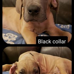 Great Dane Puppies from In The Ruff Great Danes
