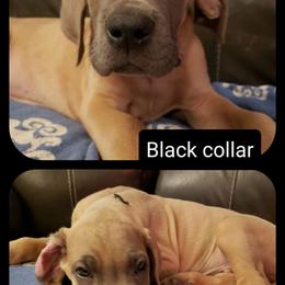 Great Dane Puppies from In The Ruff Great Danes