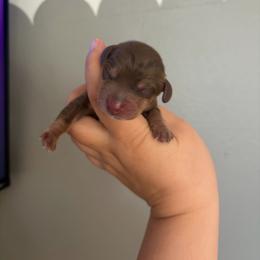 Ares - Chocolate and tan male Dachshund puppy in Colorado from T&C Dachshunds