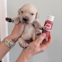 Girl 4 - Berry - Light golden female Golden Retriever puppy in Mc Minnville, Tennessee from Wishaw Whisky Golden Retrievers