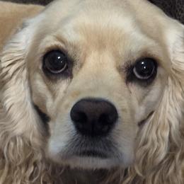 Maggie - Cocker Spaniel