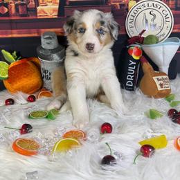Mojito - Blue merle female Australian Shepherd puppy in Fredericksburg, Virginia from Cooper Ridge Aussies