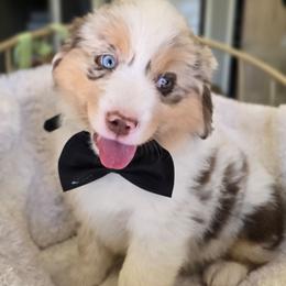 Please read description - Red merle male Miniature American Shepherd puppy in Georgetown, California from Foothill Aussies