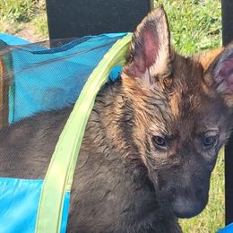 Boy 5 - Sable German Shepherd puppy in Crown Point, Indiana from Nordwolfe