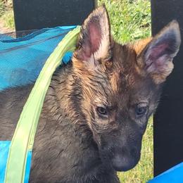 Boy 5 - Sable German Shepherd puppy in Crown Point, Indiana from Nordwolfe