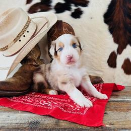 'Maia' - Red merle female Australian Shepherd puppy in Durand, Wisconsin from Larson’s Legacy Aussome Aussie Kennels