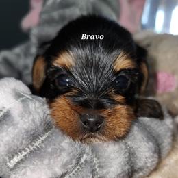 Bravo - Black and tan male Yorkshire Terrier puppy in Ben Wheeler, Texas from Nana's Yorkie Crew