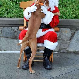 Vizsla All Grown Up from Vizslas