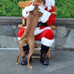Vizsla All Grown Up from Vizslas