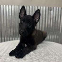 Yellow Collar - Black sable male Belgian Malinois puppy in Muskegon, Michigan from Red Acres Working Line K9s