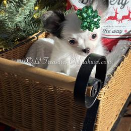 Nedra - Black and white female Chihuahua puppy in Anderson, South Carolina from Lil Treasures Chihuahuas
