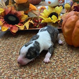 Boy 3 - Fawn brindle Whippet puppy in Williamsport, Pennsylvania from Willowisp Whippets
