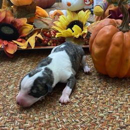 Boy 3 - Fawn brindle Whippet puppy in Williamsport, Pennsylvania from Willowisp Whippets