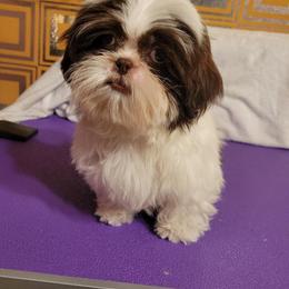 Sleepy - Liver and white male Shih Tzu puppy in Parma, Ohio from D's DeVine Shih-Tzu