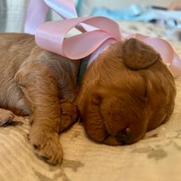 Turquoise - Red  female Goldendoodle puppy in Grand Blanc, Michigan from Perry Farm Doodles