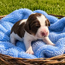 Boy 1 - Tri-Roan male English Springer Spaniel puppy in Fairfield, California from Goldridge Springers