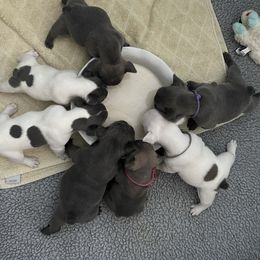 French Bulldog Puppies from Flat Face French Bulldogs