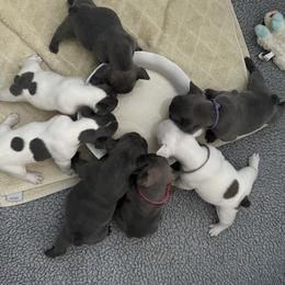 French Bulldog Puppies from Flat Face French Bulldogs