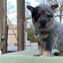 Queen Boy 5 - Blue speckled male Australian Cattle Dog puppy in Monroe, Louisiana from The Sweet Kennels