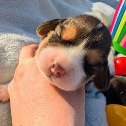 Sprout - Black tan and white male Beagle puppy in Colville, Washington from Rosehaven Homestead