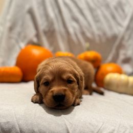 Cinderella - Golden female Golden Retriever puppy in Escondido, California from Sandy Acres Golden Retrievers