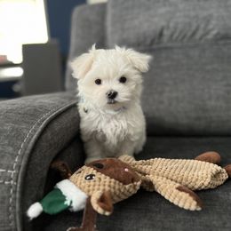 Maltese Puppies from Genice’s Small Wonders